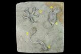 Five Species of Crinoids on One Plate - Crawfordsville, Indiana #135548-1